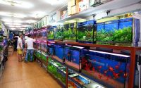 Cá cảnh tại Thanh Hoá: Top 10 cửa hàng bán cá cảnh uy tín nhất